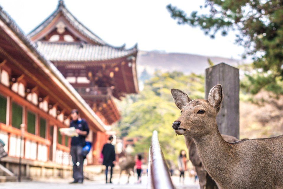 Nara City