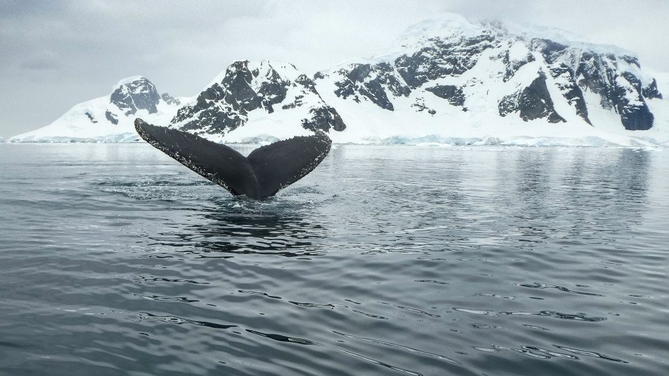 South Shetland Islands