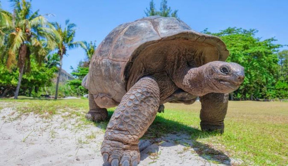 Aldabra Atoll